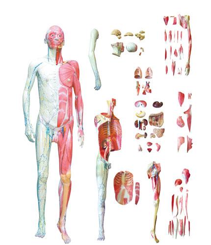 人体层次解剖模型