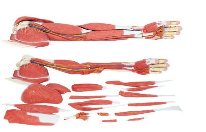 上肢层次解剖模型（19部件）