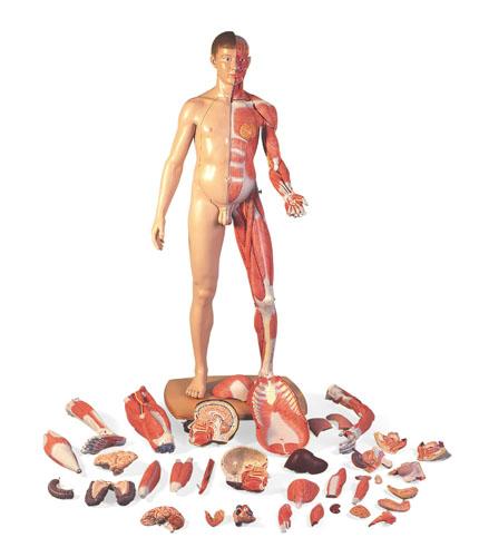 人体全身层次解剖模型