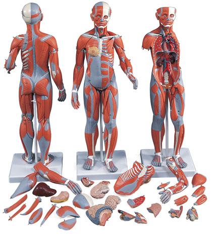 两性人体全身肌肉附内脏解剖模型