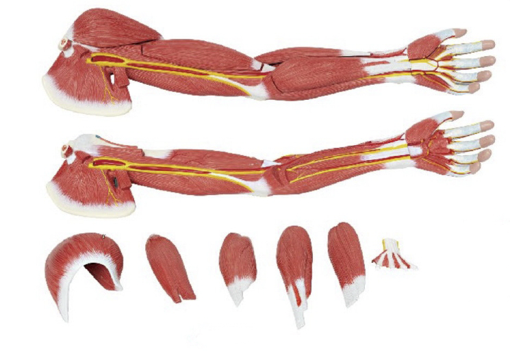上肢层次解剖模型(7部件)