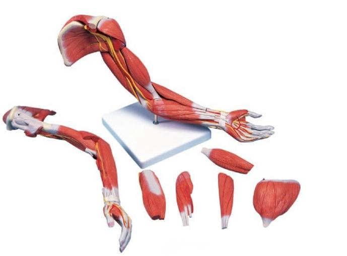 上肢层次解剖模型（7部件）