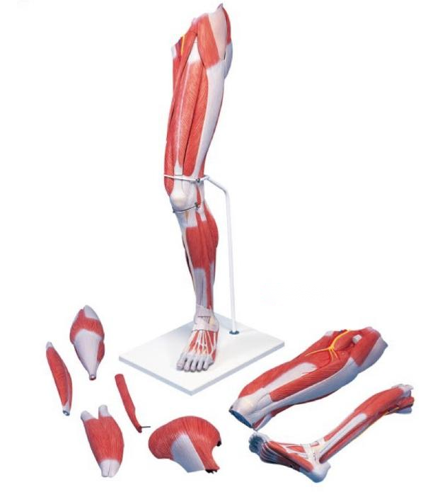 下肢层次解剖模型(7部件)