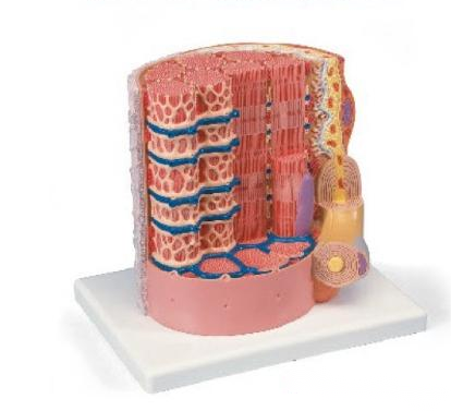 微观解剖肌纤维模型