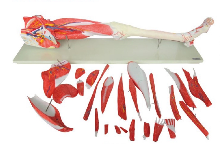 下肢层次解剖模型(26部件)