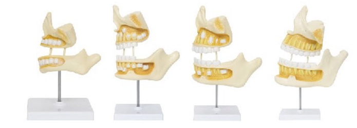 牙齿发育顺序模型