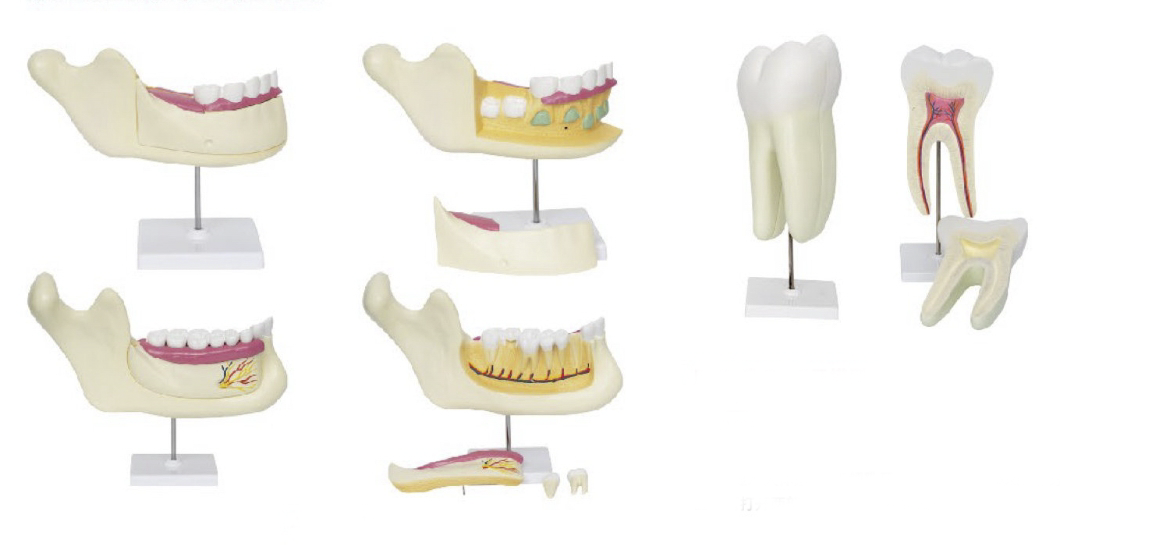 磨牙、乳牙、恒牙模型