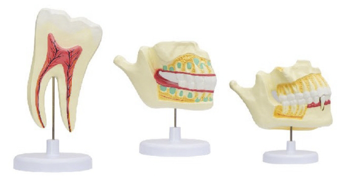 乳牙恒牙排列模型