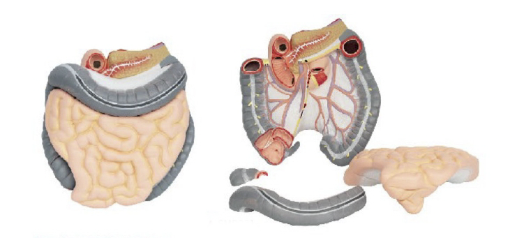 结肠空、回肠解剖模型