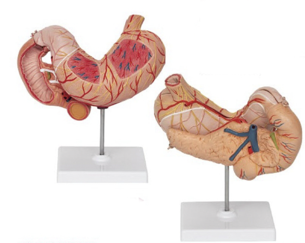 胃连胰十二指肠解剖模型