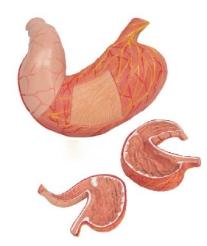 胃解剖模型