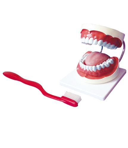 牙保健模型
