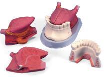 舌解剖连、牙模型（三部件）