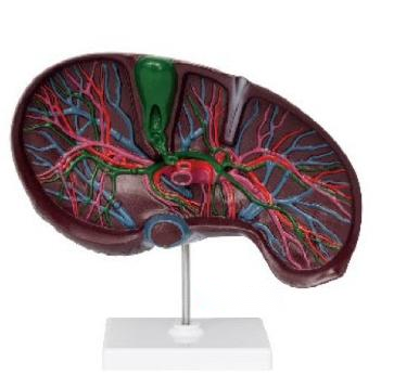 肝胆解剖、肝血管、胆管的肝内分布模型