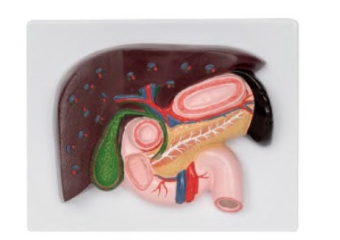 肝、胰、脾、十二指肠、胃模型