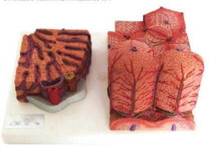 微观解剖肝脏模型