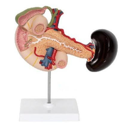 胰、脾、十二指肠、胆囊模型