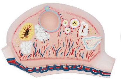 卵巢解剖放大模型
