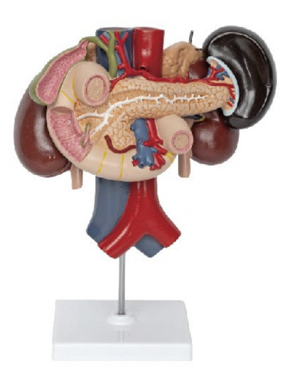 肾与上腹部后位器官模型