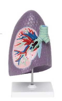 支气管右肺解剖模型
