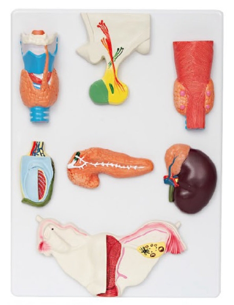 人体内分泌器官模型