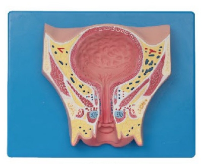 女性盆部经膀胱冠状切模型