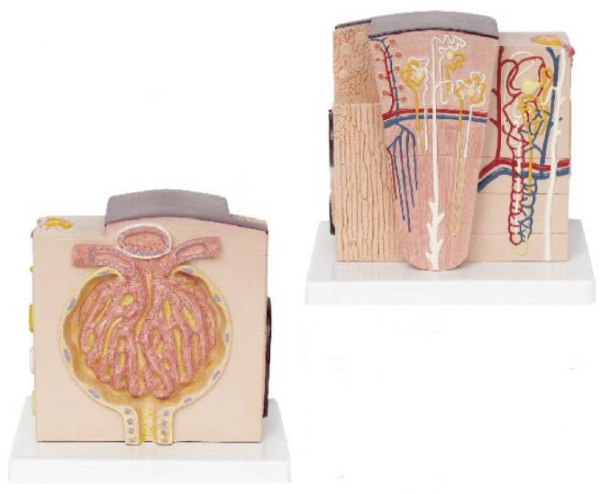 微观解剖肾脏模型