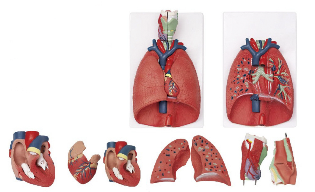 呼吸系统模型