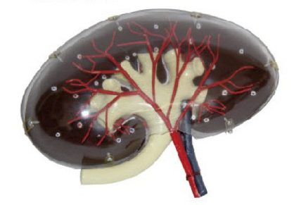 透明肾脏模型