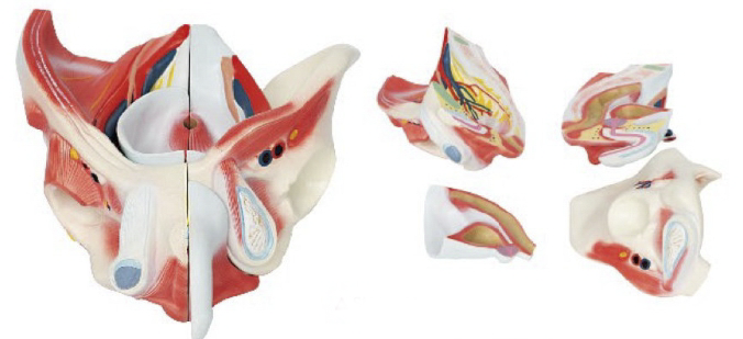 男性骨盆附盆底肌肉层次解剖模型