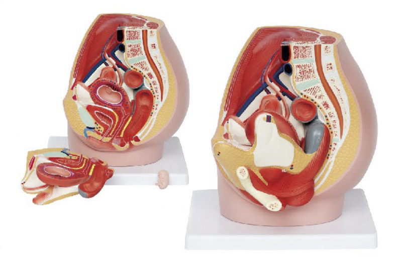 女性妊娠盆腔带8周胚胎模型