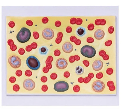血细胞模型