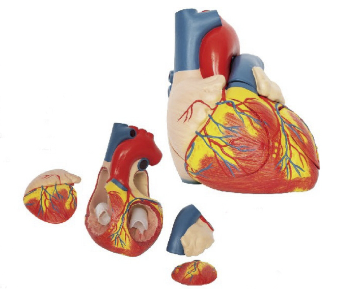 心脏解剖模型