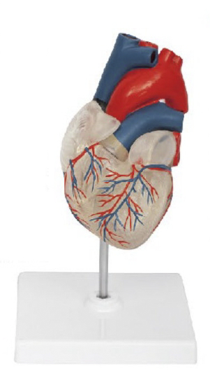 透明心脏解剖模型