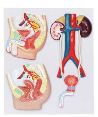泌尿系统浮雕模型