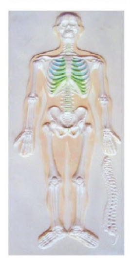 骨骼系统浮雕模型