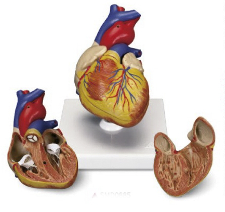 儿童心脏解剖模型
