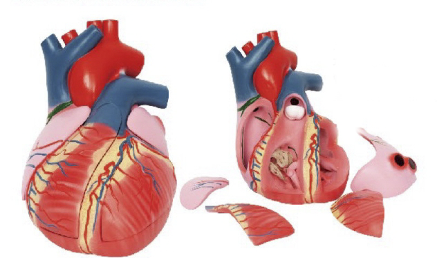 心脏传导系