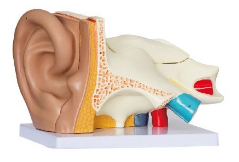 耳（外、中、内）解剖