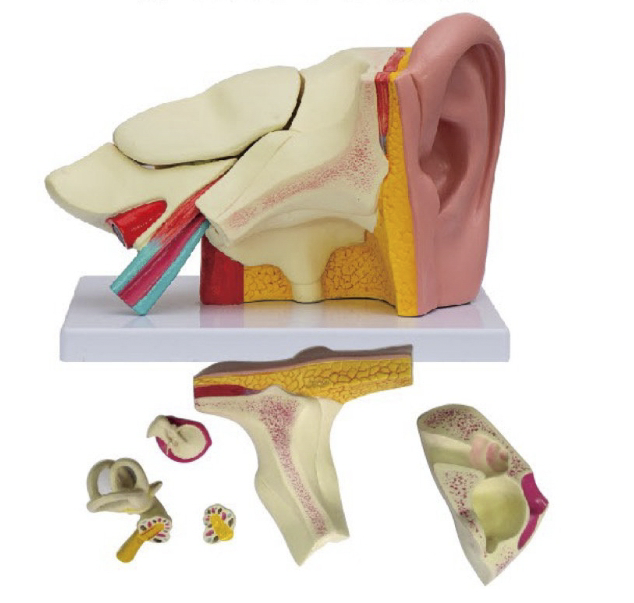耳（外、中、内）解剖模型