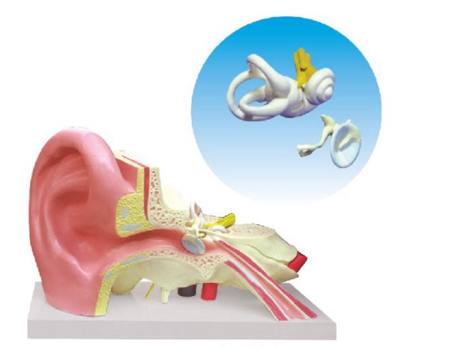 耳（外、中、内）解剖放大模型