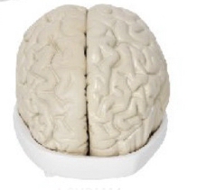 脑及脑室解剖模型