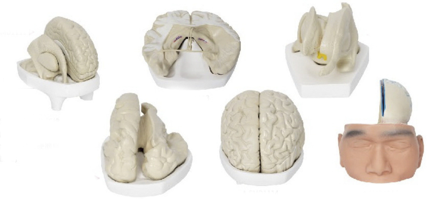 脑解剖模型(6部件)