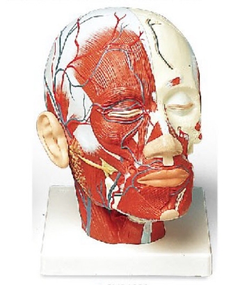 头部肌肉加血管模型
