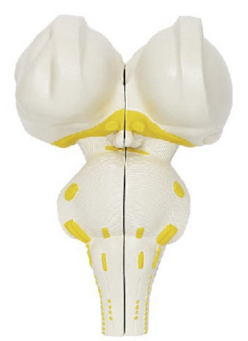 脑干矢状切面模型