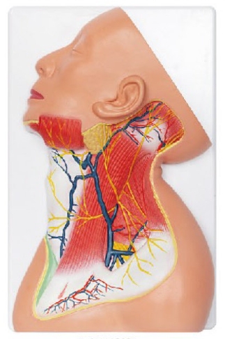颈部中层解剖模型