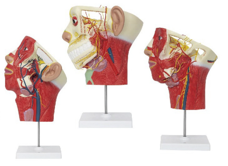 头面及颈部血管神经分布