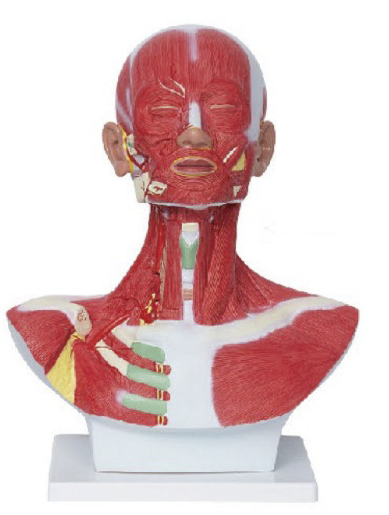 头、面、颈部解剖和颈外动脉配布