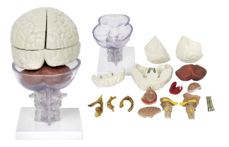 高级脑解剖模型