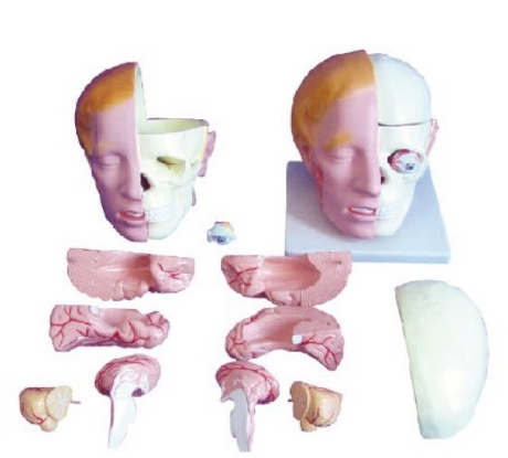 头解剖附脑模型